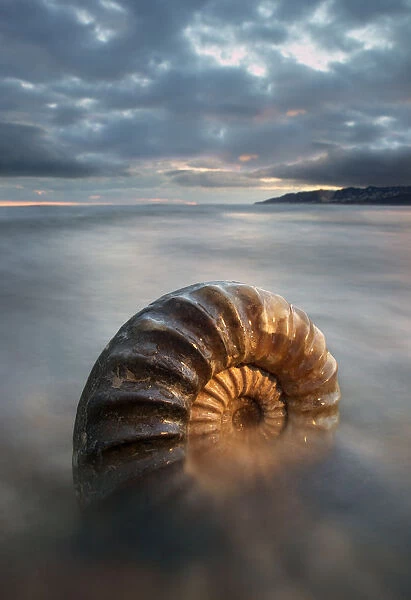 Ammonite fossil on beach, Charmouth, Jurassic Coast World Heritage Site, Dorset, England