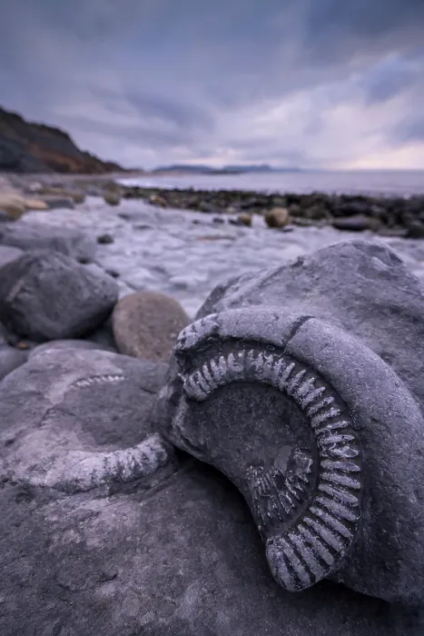 Framed Print : Ammonites at the Fossil Graveyard on beach at Lyme Regis, Jurassic Coast World Heritage Site, Dorset, England, UK. March, 2023