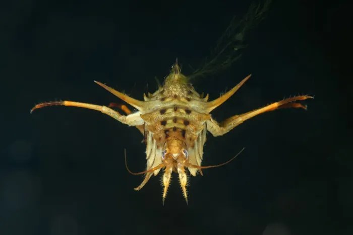 Framed Print : Amphipod (Acanthogammarus victorii), Lake Baikal, Russia. June. Endemic to Lake Baikal Framed Print : Amphipod (Acanthogammarus victorii), Lake Baikal, Russia. June. Endemic to Lake Baikal