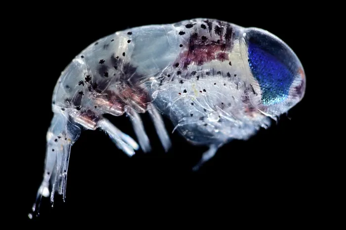Framed Print : Amphipod (Hyperiidea) portrait. Ranging from 2 to 35 mm in size, characterized by their large eyes, often dominating the head, and their spherical-like shape Framed Print : Amphipod (Hyperiidea) portrait. Ranging from 2 to 35 mm in size, characterized by their large eyes, often dominating the head, and their spherical-like shape