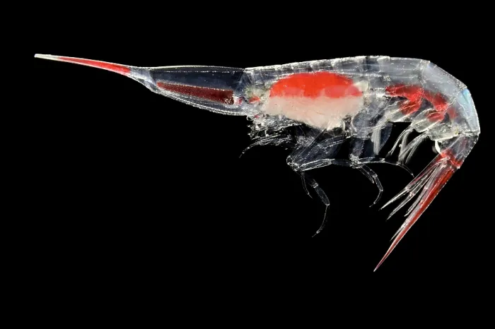 Framed Print : Amphipod (Streetsia challengeri) portrait, showing unique eye structure where the left and right eyes have fused into a single cylindrical photoreceptor Framed Print : Amphipod (Streetsia challengeri) portrait, showing unique eye structure where the left and right eyes have fused into a single cylindrical photoreceptor