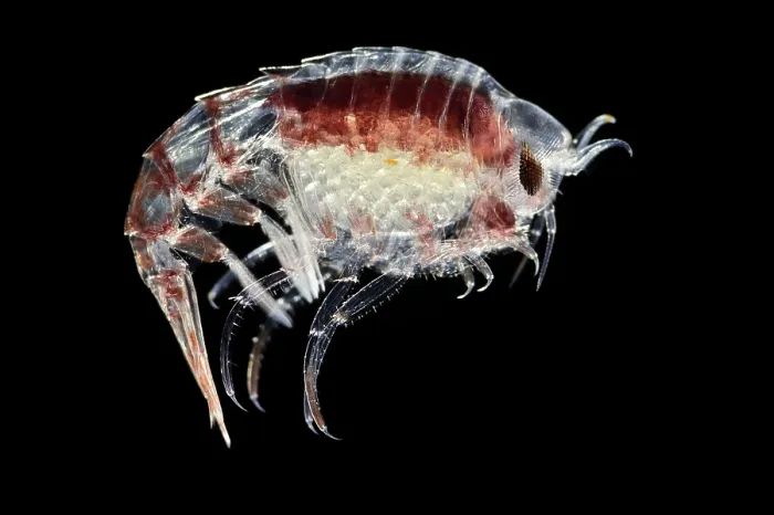 Framed Print : Amphipod (Themisto gaudichaudii) portrait. A dominant predator in plankton communities, frequently ranking third in abundance after copepods and krill Framed Print : Amphipod (Themisto gaudichaudii) portrait. A dominant predator in plankton communities, frequently ranking third in abundance after copepods and krill
