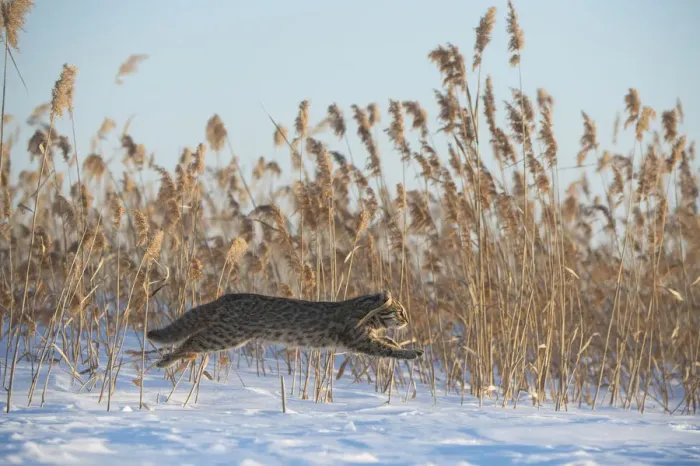 Framed Print : Amur leopard cat (Prionailurus bengalensis euptilurus) leaping past reed bed, Vladivostok Framed Print : Amur leopard cat (Prionailurus bengalensis euptilurus) leaping past reed bed, Vladivostok