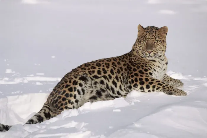 Framed Print : Amur leopard lying in snow. Captive animal, USA Framed Print : Amur leopard lying in snow. Captive animal, USA