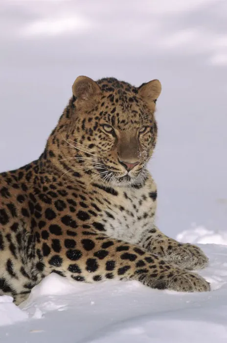 Framed Print : Amur leopard lying in snow. Captive animal, USA Framed Print : Amur leopard lying in snow. Captive animal, USA