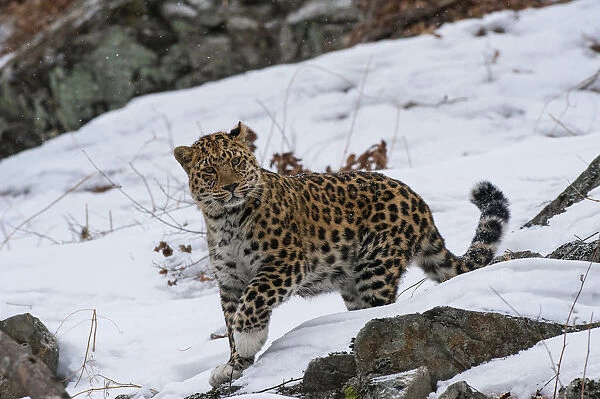 Amur leopard (Panthera pardus orientalis) walking in snow, Land of the Leopard National Park