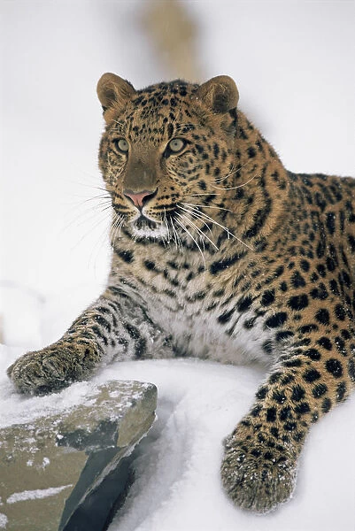 Amur Leopard {Panthera pardus orientalis} captive, portrait