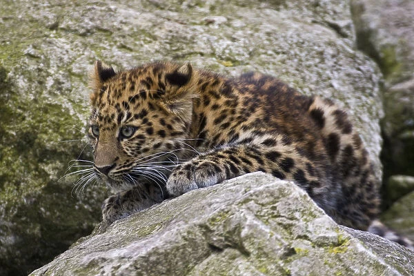 Amur Leopard (Panthera pardus orientalis) juvenile on rocks, occurs NE China and SE Russia
