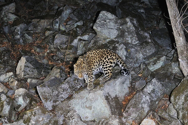 Amur Leopard (Panthera pardus orientalis) walking down rocky slope at night, Kedrovaya Pad reserve