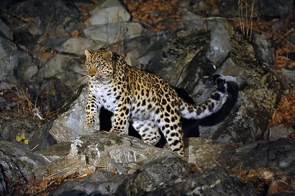 Amur Leopard (Panthera pardus orientalis) on rocky slope at night, Kedrovaya Pad reserve