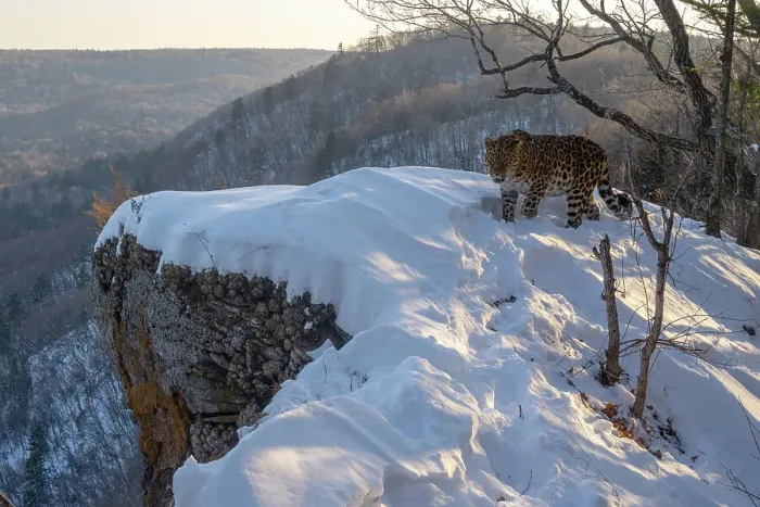 Framed Print : Amur leopard (Panthera pardus orientalis) standing on snow-covered rocky outcrop overlooking mountainous forest, Land of the Leopard National Park, Russian Far East. Critically endangered. Taken with remote camera. November Framed Print : Amur leopard (Panthera pardus orientalis) standing on snow-covered rocky outcrop overlooking mountainous forest, Land of the Leopard National Park, Russian Far East. Critically endangered. Taken with remote camera. November