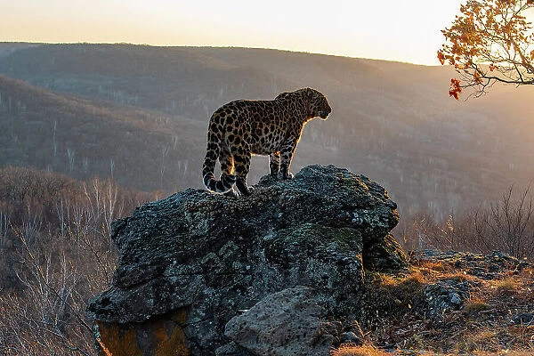 Amur leopard (Panthera pardus orientalis) standing on rocky outcrop overlooking mountainous forest at sunset, Land of the Leopard National Park, Russian Far East. Critically endangered. Taken with remote camera. October