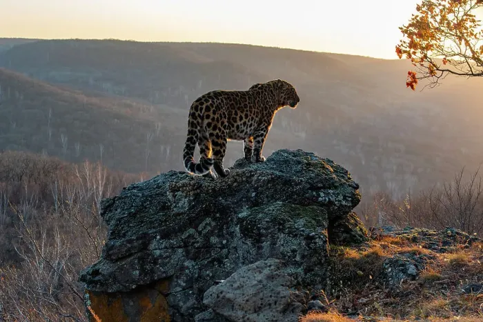 Framed Print : Amur leopard (Panthera pardus orientalis) standing on rocky outcrop overlooking mountainous forest at sunset, Land of the Leopard National Park, Russian Far East. Critically endangered. Taken with remote camera. October