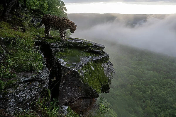 Amur leopard (Panthera pardus orientalis) standing on rocky cliff top overlooking forest with fog, Land of the Leopard National Park, Russian Far East. Critically endangered. Taken with remote camera. August