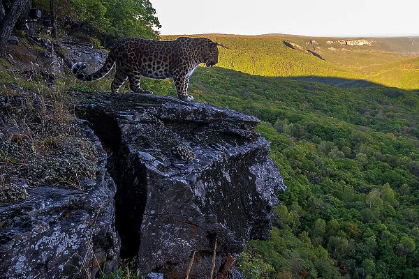 Amur leopard (Panthera pardus orientalis) standing on rocky cliff overlooking forest, Land of the Leopard National Park, Russian Far East. Critically endangered. Taken with remote camera. September