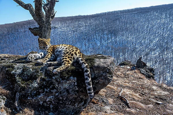 Amur leopard (Panthera pardus orientalis) resting on rocky outcrop overlooking mountain forest, Land of the Leopard National Park, Russian Far East. Critically endangered. Taken with remote camera. February