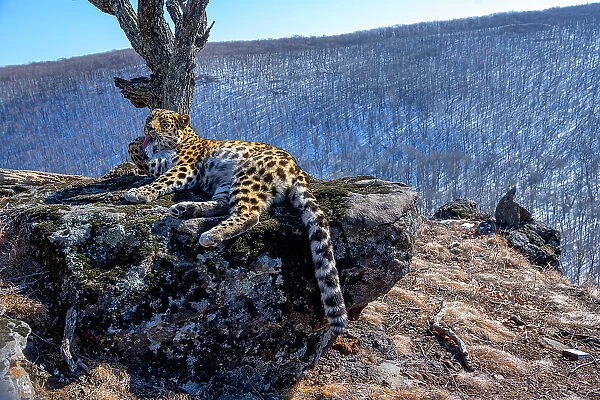 Amur leopard (Panthera pardus orientalis) licking its paw whilst resting on rocky outcrop overlooking mountain forest, Land of the Leopard National Park, Russian Far East. Critically endangered. Taken with remote camera. February