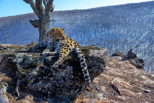 Amur leopard (Panthera pardus orientalis) grooming fur on side as it rests on rocky outcrop overlooking mountain forest, Land of the Leopard National Park, Russian Far East. Critically endangered. Taken with remote camera. February