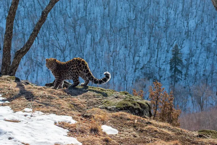 Framed Print : Amur leopard (Panthera pardus orientalis) cub standing on cliff overlooking mountain forest and looking around, Land of the Leopard National Park, Russian Far East. Critically endangered. Taken with remote camera. February Framed Print : Amur leopard (Panthera pardus orientalis) cub standing on cliff overlooking mountain forest and looking around, Land of the Leopard National Park, Russian Far East. Critically endangered. Taken with remote camera. February
