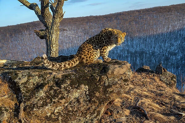 Amur leopard (Panthera pardus orientalis) cub sitting on rocky outcrop overlooking mountain forest and looking around, Land of the Leopard National Park, Russian Far East. Critically endangered. Taken with remote camera. February