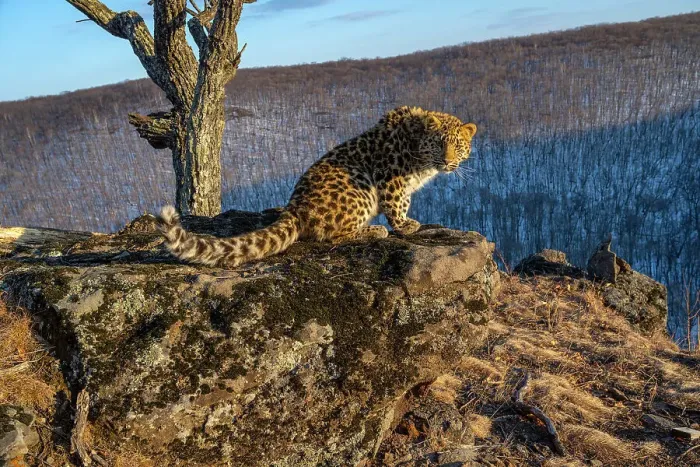 Framed Print : Amur leopard (Panthera pardus orientalis) cub sitting on rocky outcrop overlooking mountain forest and looking around, Land of the Leopard National Park, Russian Far East. Critically endangered. Taken with remote camera. February Framed Print : Amur leopard (Panthera pardus orientalis) cub sitting on rocky outcrop overlooking mountain forest and looking around, Land of the Leopard National Park, Russian Far East. Critically endangered. Taken with remote camera. February