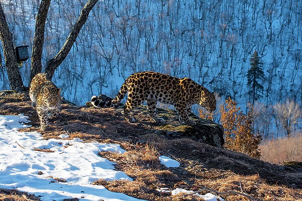Amur leopard (Panthera pardus orientalis) mother and cub walking on rocky cliff top overlooking mountain forest, with camera trap tied to tree behind them, Land of the Leopard National Park, Russian Far East. Critically endangered