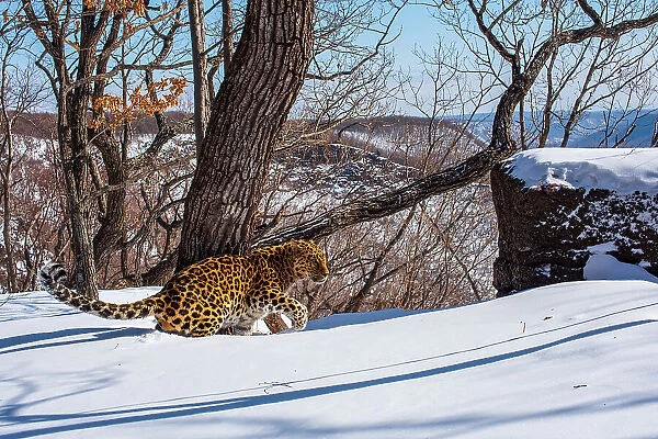 Amur leopard (Panthera pardus orientalis) male walking through thick snow in mountain forest, Land of the Leopard National Park, Russian Far East. Critically endangered. Taken with remote camera. February