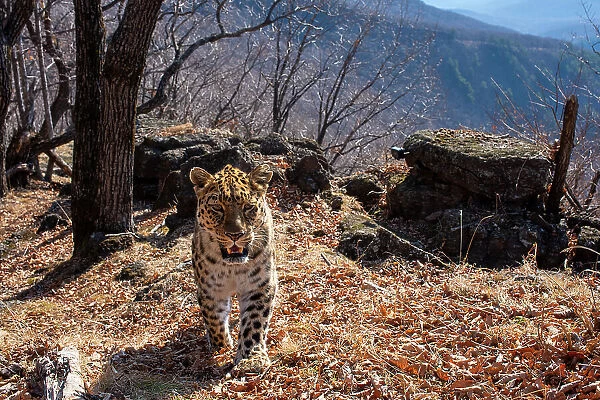 Amur leopard (Panthera pardus orientalis) with ear notch walking up mountain slope with rocks behind, Land of the Leopard National Park, Russian Far East. Critically endangered. Taken with remote camera. April