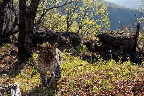 Amur leopard (Panthera pardus orientalis) walking up mountain slope with rocks behind, Land of the Leopard National Park, Russian Far East. Critically endangered. Taken with remote camera. May