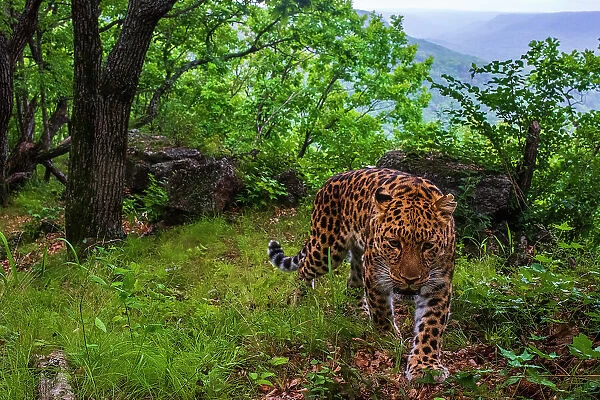 Amur leopard (Panthera pardus orientalis) walking up mountain slope with forest and rocks behind, Land of the Leopard National Park, Russian Far East. Critically endangered. Taken with remote camera. August