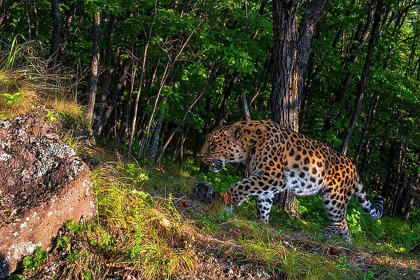 Amur leopard (Panthera pardus orientalis) walking up slope in forest with rock in foreground, Land of the Leopard National Park, Russian Far East. Critically endangered. Taken with remote camera. September
