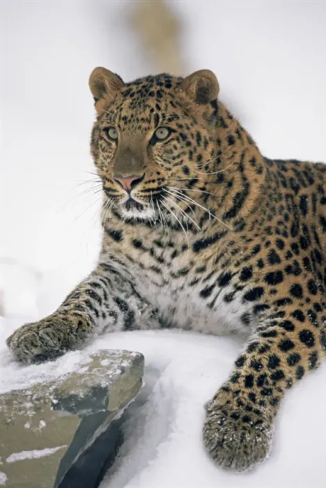 Framed Print : Amur Leopard {Panthera pardus orientalis} captive, portrait Framed Print : Amur Leopard {Panthera pardus orientalis} captive, portrait