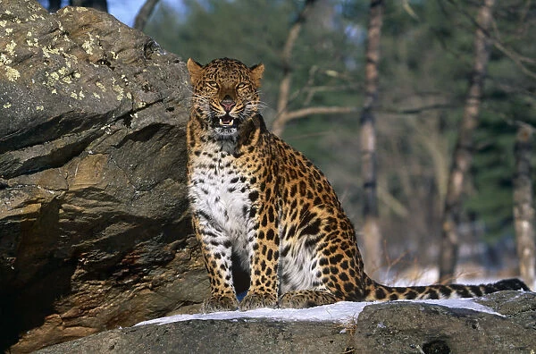 Amur leopard {Panthera pardus orientalis} captive