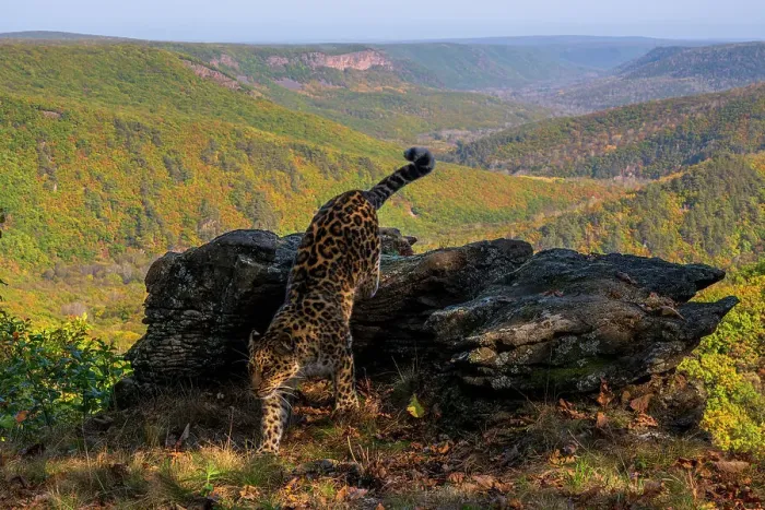 Framed Print : Amur leopard (Panthera pardus orientalis) climbing down off rocky outcrop overlooking forest, Land of the Leopard National Park, Russian Far East. Critically endangered. Taken with remote camera. October Framed Print : Amur leopard (Panthera pardus orientalis) climbing down off rocky outcrop overlooking forest, Land of the Leopard National Park, Russian Far East. Critically endangered. Taken with remote camera. October