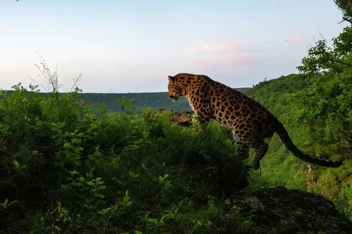 Framed Print : Amur leopard (Panthera pardus orientalis) climbing up rocky mountain slope, Land of the Leopard National Park, Russian Far East. Critically endangered. Taken with remote camera. July Framed Print : Amur leopard (Panthera pardus orientalis) climbing up rocky mountain slope, Land of the Leopard National Park, Russian Far East. Critically endangered. Taken with remote camera. July
