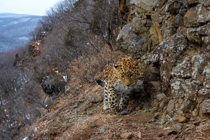 Framed Print : Amur leopard (Panthera pardus orientalis) climbing up rocky mountain slope with forest behind, Land of the Leopard National Park, Russian Far East. Critically endangered. Taken with remote camera. January Framed Print : Amur leopard (Panthera pardus orientalis) climbing up rocky mountain slope with forest behind, Land of the Leopard National Park, Russian Far East. Critically endangered. Taken with remote camera. January
