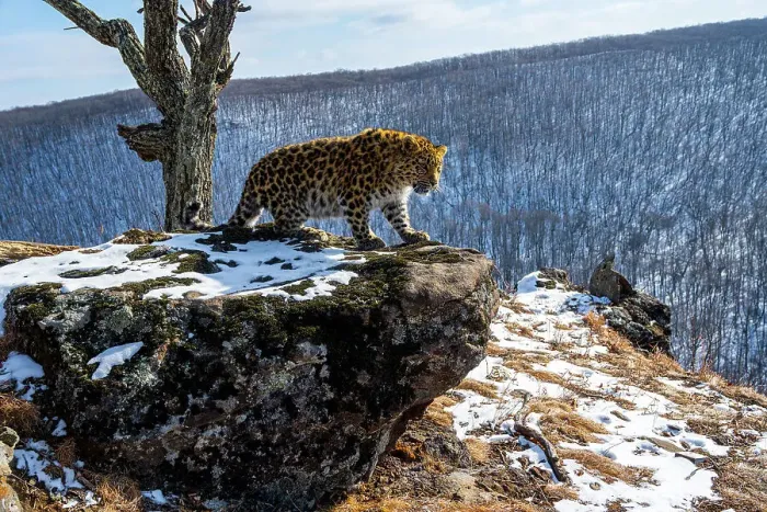 Framed Print : Amur leopard (Panthera pardus orientalis) cub standing on rocky outcrop overlooking mountain forest, Land of the Leopard National Park, Russian Far East. Critically endangered. Taken with remote camera. January Framed Print : Amur leopard (Panthera pardus orientalis) cub standing on rocky outcrop overlooking mountain forest, Land of the Leopard National Park, Russian Far East. Critically endangered. Taken with remote camera. January