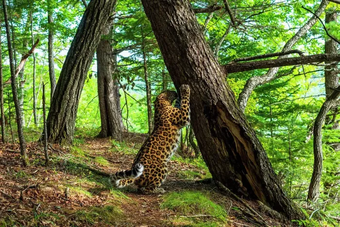 Framed Print : Amur leopard (Panthera pardus orientalis) investigating scent marked tree in forest, Land of the Leopard National Park, Russian Far East. Critically endangered. Taken with remote camera. September Framed Print : Amur leopard (Panthera pardus orientalis) investigating scent marked tree in forest, Land of the Leopard National Park, Russian Far East. Critically endangered. Taken with remote camera. September