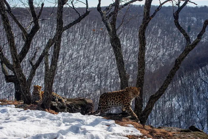 Framed Print : Amur leopard (Panthera pardus orientalis) mother walking over rocks whilst cub rests on rock, on snowy mountain slope with trees and forest behind at dawn, Land of the Leopard National Park, Russian Far East. Critically endangered Framed Print : Amur leopard (Panthera pardus orientalis) mother walking over rocks whilst cub rests on rock, on snowy mountain slope with trees and forest behind at dawn, Land of the Leopard National Park, Russian Far East. Critically endangered