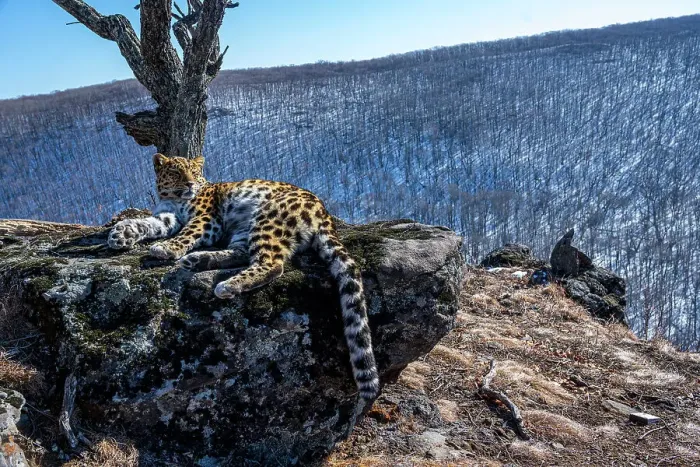 Framed Print : Amur leopard (Panthera pardus orientalis) resting on rocky outcrop overlooking mountain forest, Land of the Leopard National Park, Russian Far East. Critically endangered. Taken with remote camera. February