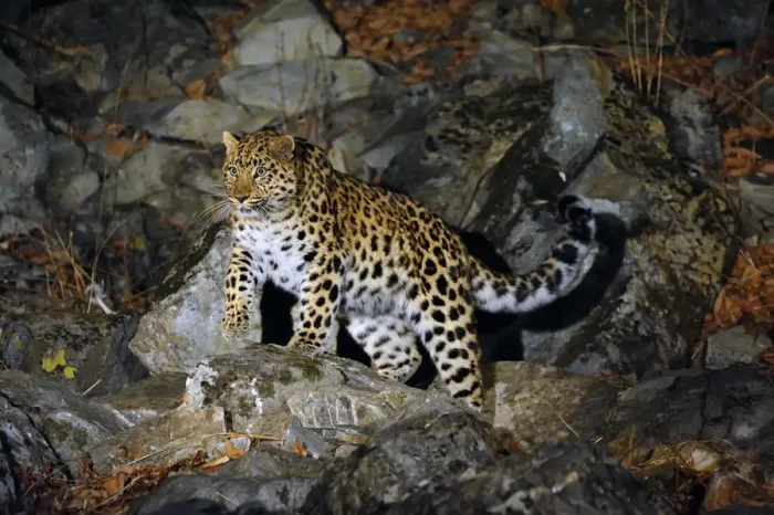 Framed Print : Amur Leopard (Panthera pardus orientalis) on rocky slope at night, Kedrovaya Pad reserve Framed Print : Amur Leopard (Panthera pardus orientalis) on rocky slope at night, Kedrovaya Pad reserve