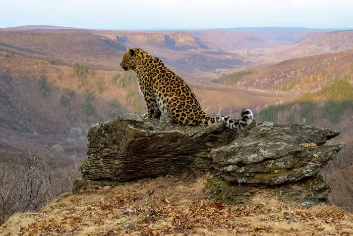 Framed Print : Amur leopard (Panthera pardus orientalis) sitting on rocky outcrop overlooking valley, Land of the Leopard National Park, Russian Far East. Critically endangered. Taken with remote camera. April Framed Print : Amur leopard (Panthera pardus orientalis) sitting on rocky outcrop overlooking valley, Land of the Leopard National Park, Russian Far East. Critically endangered. Taken with remote camera. April
