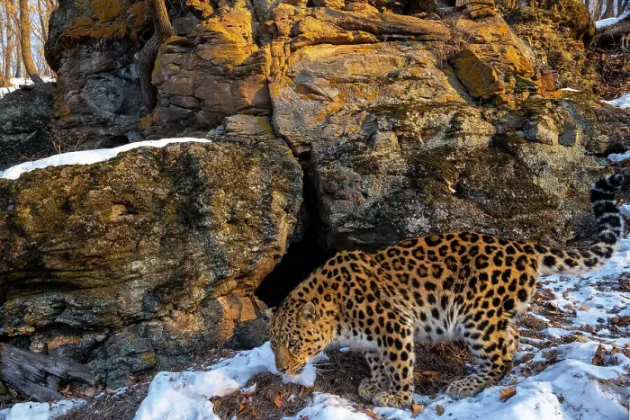 Framed Print : Amur leopard (Panthera pardus orientalis) smelling ground at entrance to cave in snowy forest, Land of the Leopard National Park, Russian Far East. Critically endangered. Taken with remote camera. January Framed Print : Amur leopard (Panthera pardus orientalis) smelling ground at entrance to cave in snowy forest, Land of the Leopard National Park, Russian Far East. Critically endangered. Taken with remote camera. January