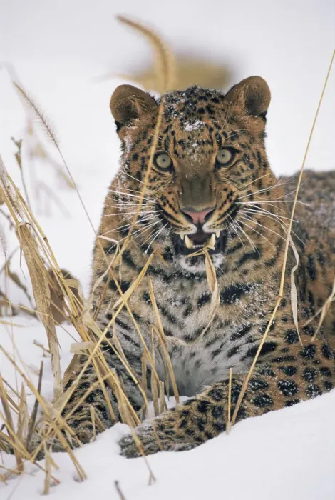 Framed Print : Amur leopard {Panthera pardus orientalis} snarling, captive, endangered Framed Print : Amur leopard {Panthera pardus orientalis} snarling, captive, endangered