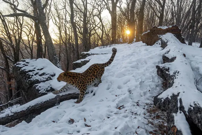 Framed Print : Amur leopard (Panthera pardus orientalis) standing with paw on fallen tree next to rock in snowy forest, Land of the Leopard National Park, Russian Far East. Critically endangered. Taken with remote camera. January Framed Print : Amur leopard (Panthera pardus orientalis) standing with paw on fallen tree next to rock in snowy forest, Land of the Leopard National Park, Russian Far East. Critically endangered. Taken with remote camera. January