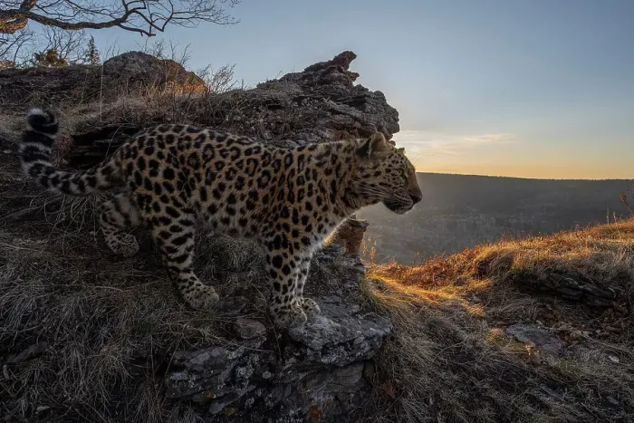 Framed Print : Amur leopard (Panthera pardus orientalis) standing on rocks overlooking mountainside at dawn, Land of the Leopard National Park, Russian Far East. Critically endangered. Taken with remote camera. March Framed Print : Amur leopard (Panthera pardus orientalis) standing on rocks overlooking mountainside at dawn, Land of the Leopard National Park, Russian Far East. Critically endangered. Taken with remote camera. March