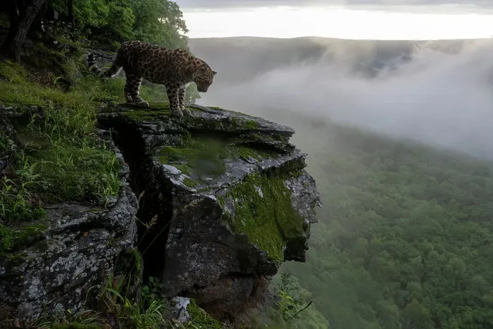 Framed Print : Amur leopard (Panthera pardus orientalis) standing on rocky cliff top overlooking forest with fog, Land of the Leopard National Park, Russian Far East. Critically endangered. Taken with remote camera. August Framed Print : Amur leopard (Panthera pardus orientalis) standing on rocky cliff top overlooking forest with fog, Land of the Leopard National Park, Russian Far East. Critically endangered. Taken with remote camera. August