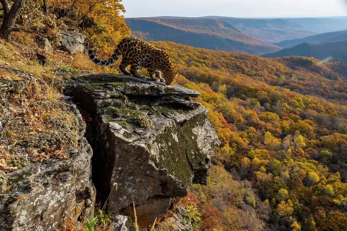 Framed Print : Amur leopard (Panthera pardus orientalis) standing on rocky outcrop overlooking forest and smelling it, Land of the Leopard National Park, Russian Far East. Critically endangered. Taken with remote camera. October Framed Print : Amur leopard (Panthera pardus orientalis) standing on rocky outcrop overlooking forest and smelling it, Land of the Leopard National Park, Russian Far East. Critically endangered. Taken with remote camera. October