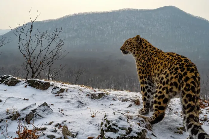 Framed Print : Amur leopard (Panthera pardus orientalis) standing on snowy mountain slope and looking around, Land of the Leopard National Park, Russian Far East. Critically endangered. Taken with remote camera. December Framed Print : Amur leopard (Panthera pardus orientalis) standing on snowy mountain slope and looking around, Land of the Leopard National Park, Russian Far East. Critically endangered. Taken with remote camera. December