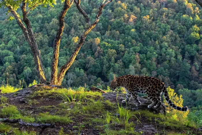 Framed Print : Amur leopard (Panthera pardus orientalis) walking on cliff top with forest behind, Land of the Leopard National Park, Russian Far East. Critically endangered. Taken with remote camera. September